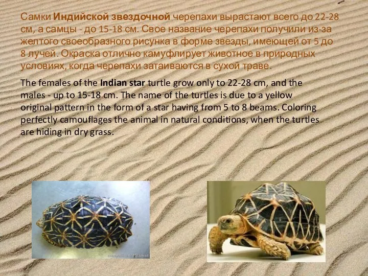 Самки Индийской звездочной черепахи вырастают всего до 22-28 см, а самцы