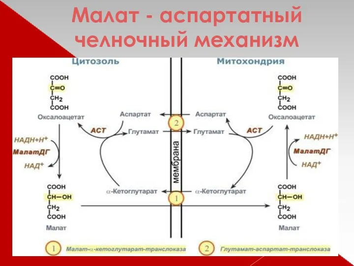 Малат - аспартатный челночный механизм