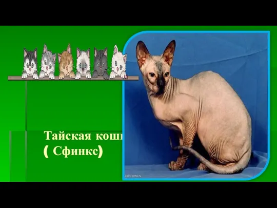Тайская кошка ( Сфинкс)