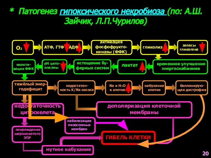 * Патогенез гипоксического некробиоза (по: А.Ш.Зайчик, Л.П.Чурилов) О2 АТФ, ГТФ АДФ