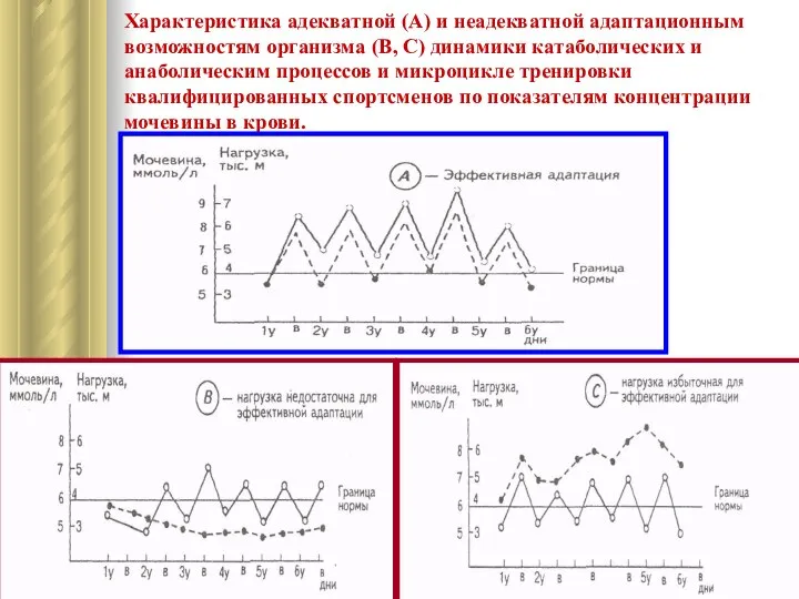 Характеристика адекватной (А) и неадекватной адаптационным возможностям организма (В, С) динамики