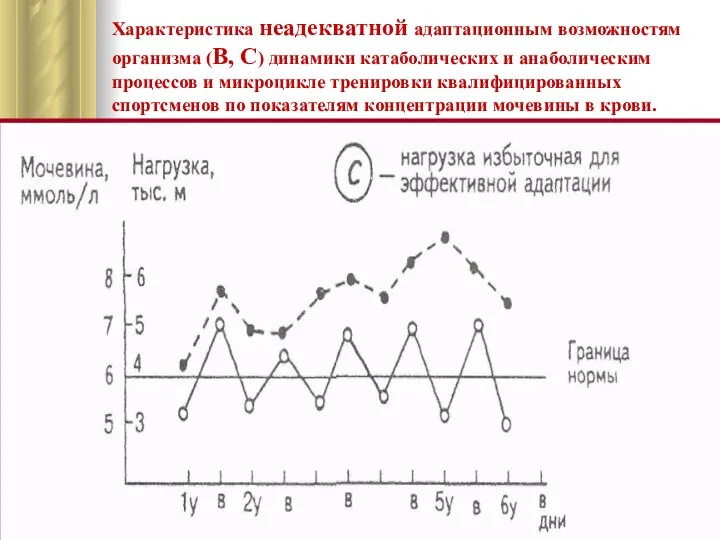 Характеристика неадекватной адаптационным возможностям организма (В, С) динамики катаболических и анаболическим