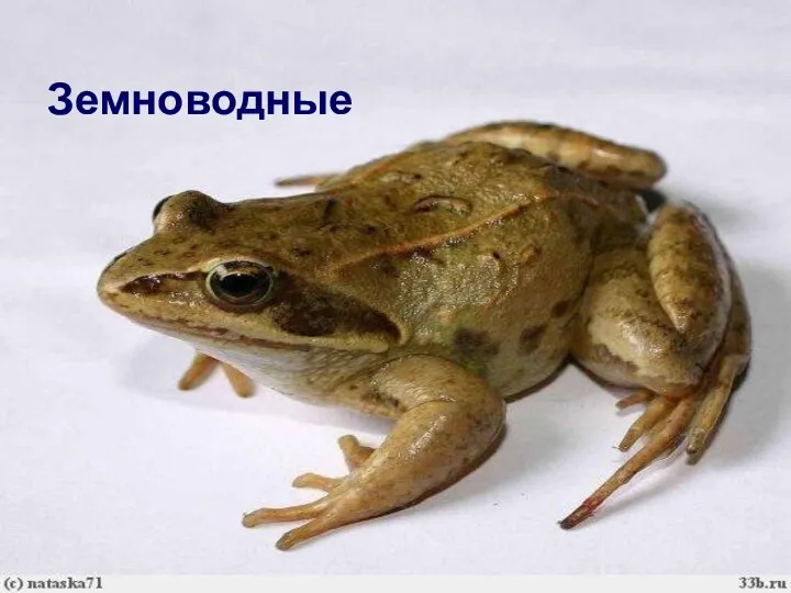 Земноводные