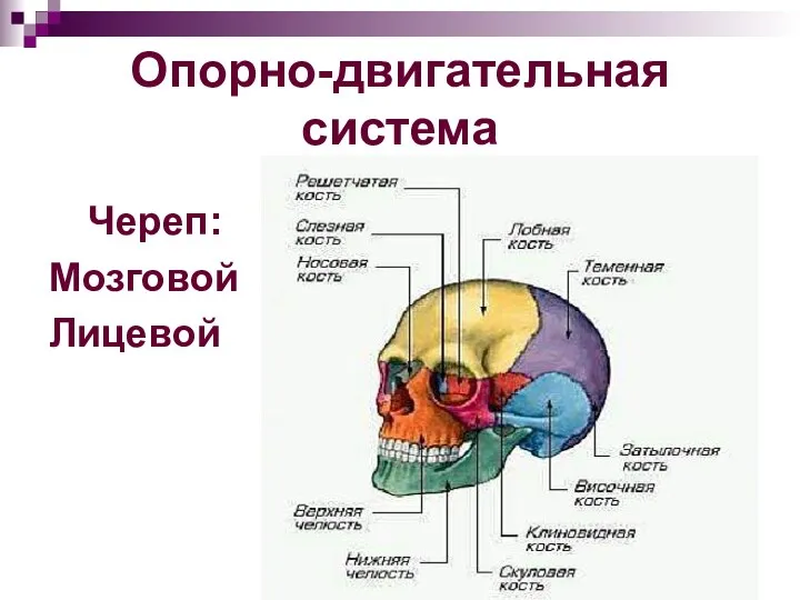 Опорно-двигательная система Череп: Мозговой Лицевой