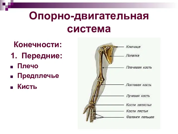 Опорно-двигательная система Конечности: 1. Передние: Плечо Предплечье Кисть