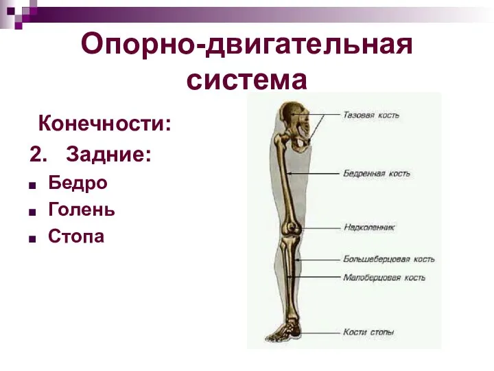 Опорно-двигательная система Конечности: 2. Задние: Бедро Голень Стопа