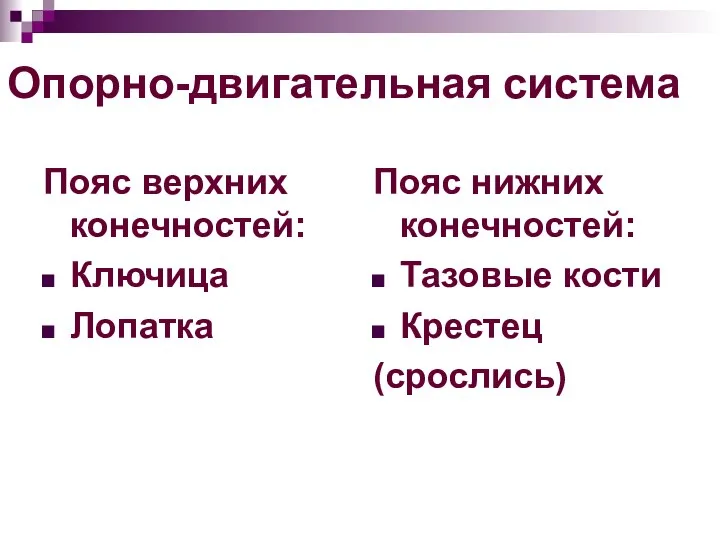 Опорно-двигательная система Пояс верхних конечностей: Ключица Лопатка Пояс нижних конечностей: Тазовые кости Крестец (срослись)