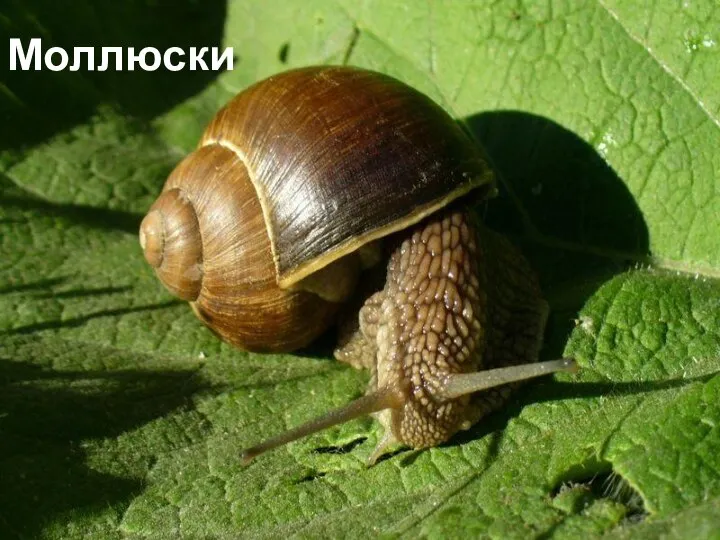 Моллюски