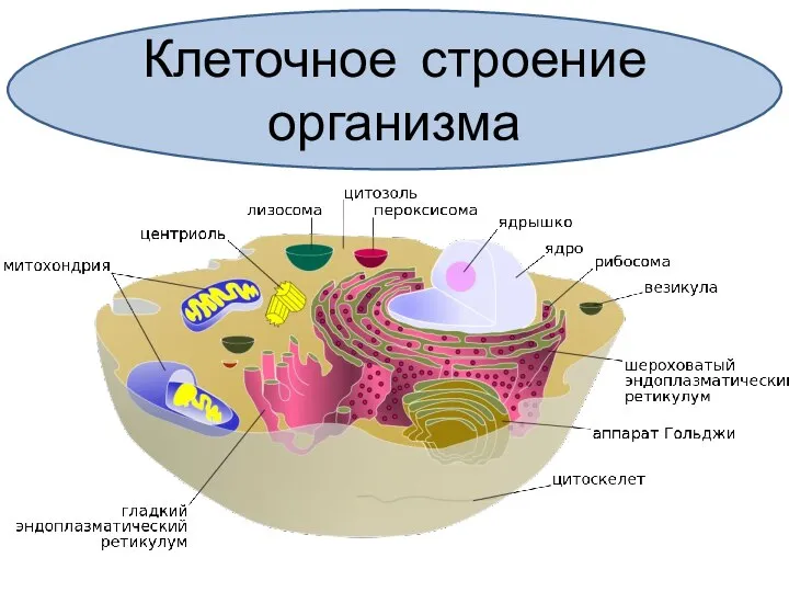 Клеточное строение организма