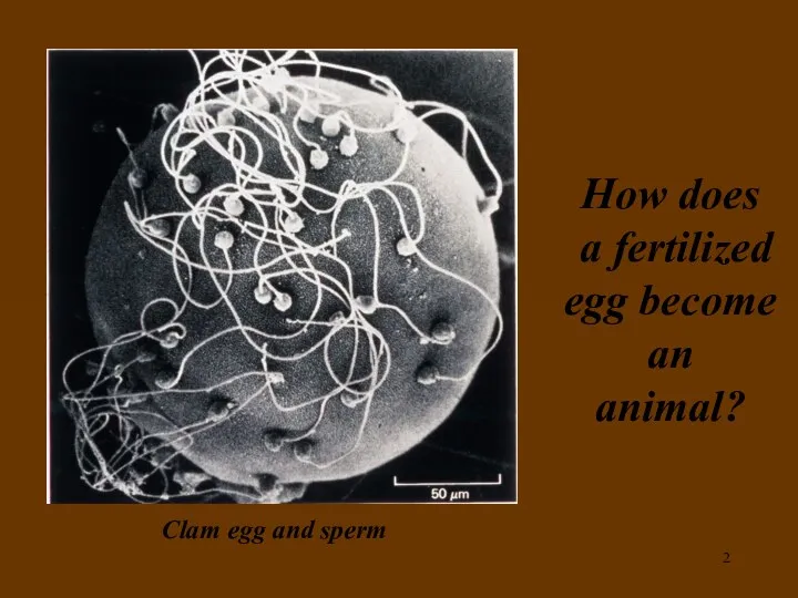 How does a fertilized egg become an animal? Clam egg and sperm