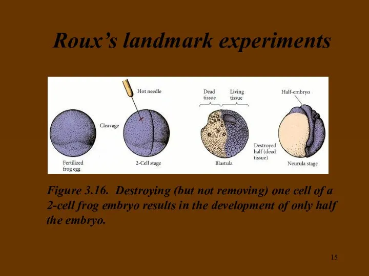 Roux’s landmark experiments Figure 3.16. Destroying (but not removing) one cell