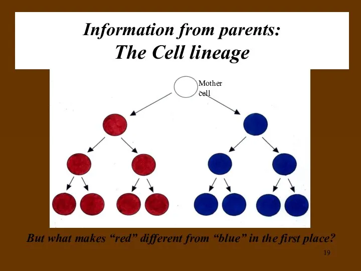 Information from parents: The Cell lineage But what makes “red” different