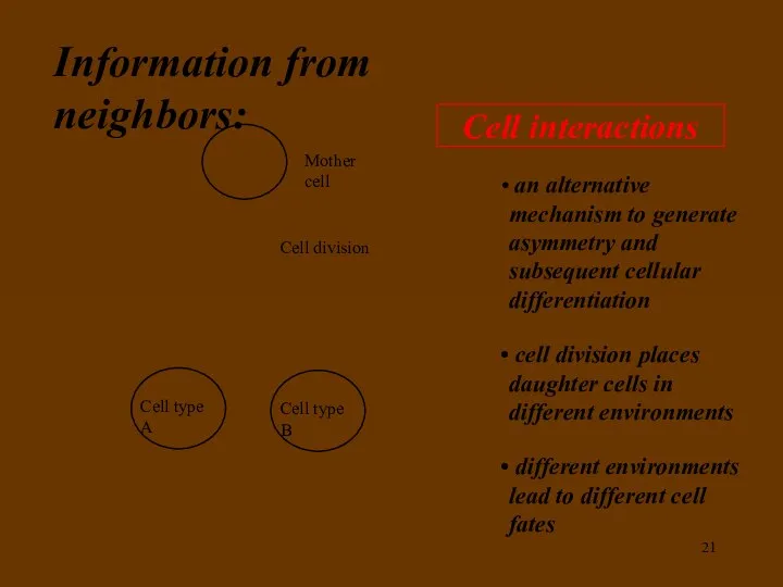 Mother cell Cell interactions Cell type A an alternative mechanism to
