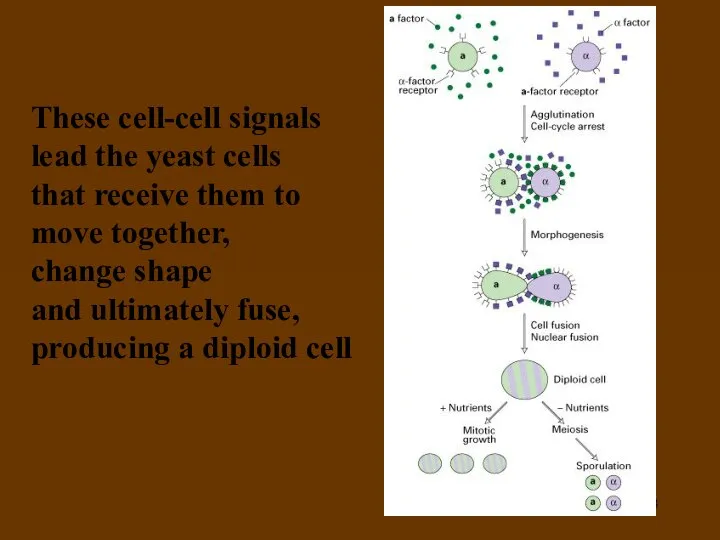 These cell-cell signals lead the yeast cells that receive them to