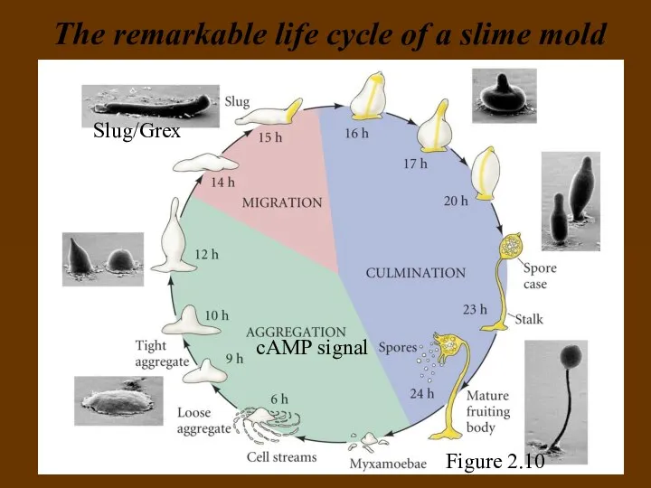 The remarkable life cycle of a slime mold cAMP signal Slug/Grex Figure 2.10
