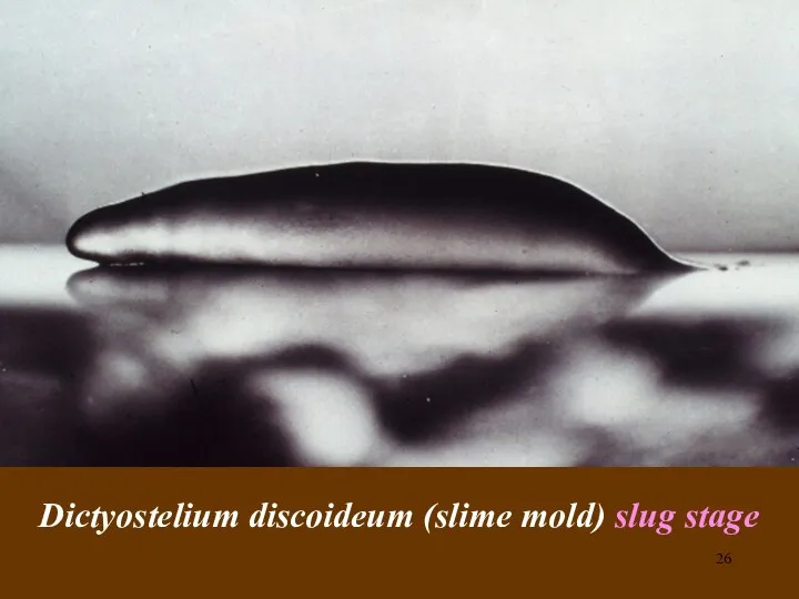 Dictyostelium discoideum (slime mold) slug stage