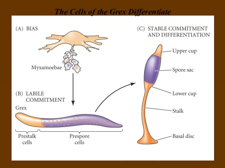 The Cells of the Grex Differentiate