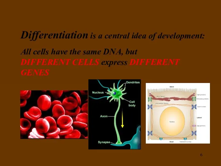 Differentiation is a central idea of development: All cells have the