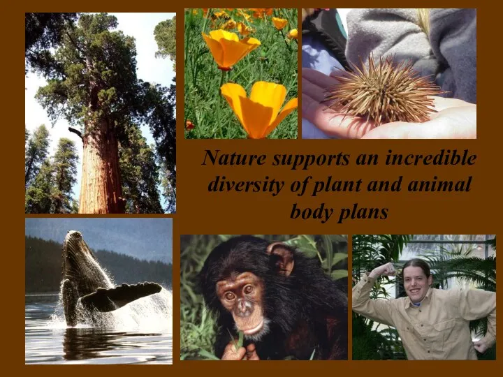 Nature supports an incredible diversity of plant and animal body plans