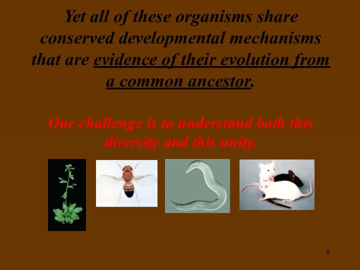 Yet all of these organisms share conserved developmental mechanisms that are