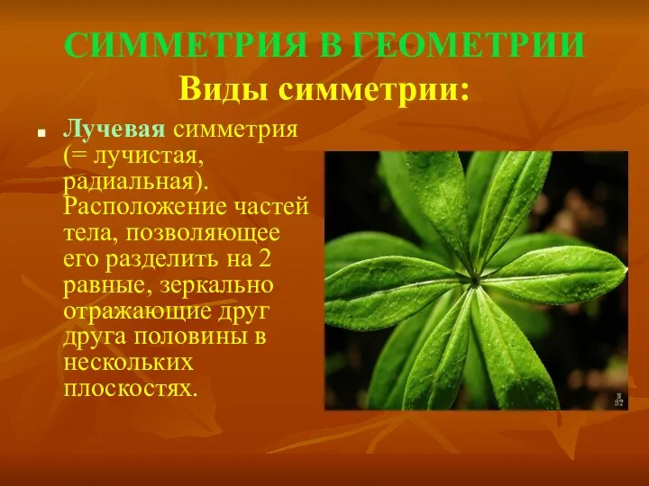 СИММЕТРИЯ В ГЕОМЕТРИИ Виды симметрии: Лучевая симметрия (= лучистая, радиальная). Расположение