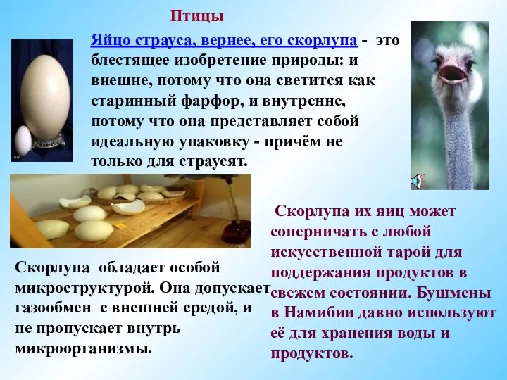 Птицы Яйцо страуса, вернее, его скорлупа - это блестящее изобретение природы: