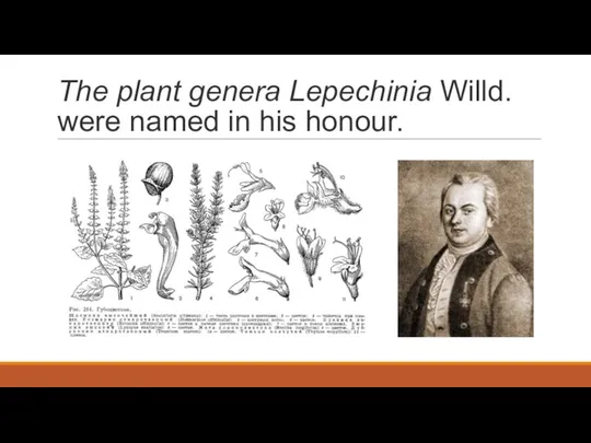 The plant genera Lepechinia Willd. were named in his honour.