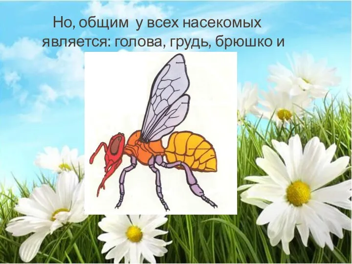 Но, общим у всех насекомых является: голова, грудь, брюшко и шесть ног.
