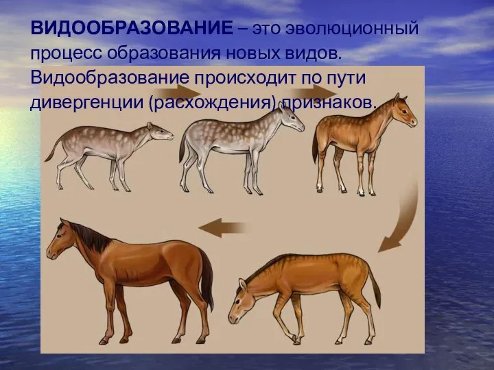 ВИДООБРАЗОВАНИЕ – это эволюционный процесс образования новых видов. Видообразование происходит по пути дивергенции (расхождения) признаков.