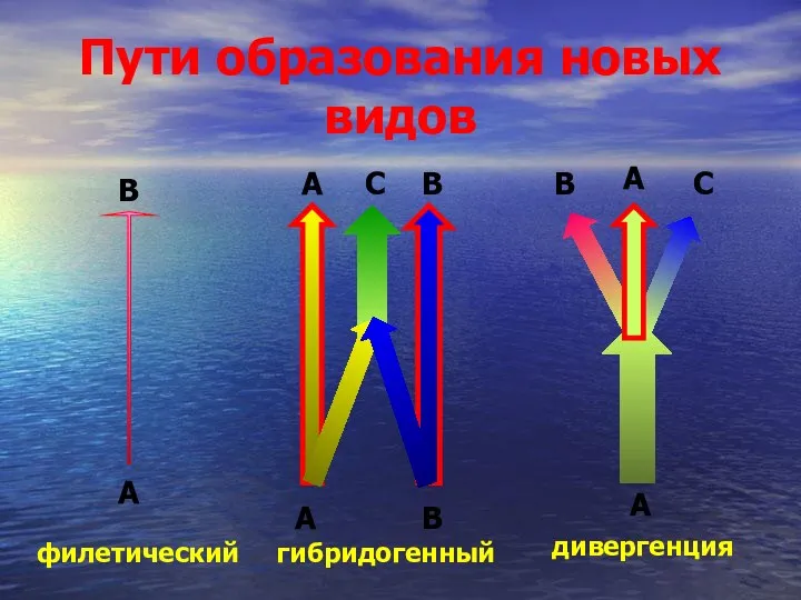 Пути образования новых видов филетический гибридогенный дивергенция А А А В