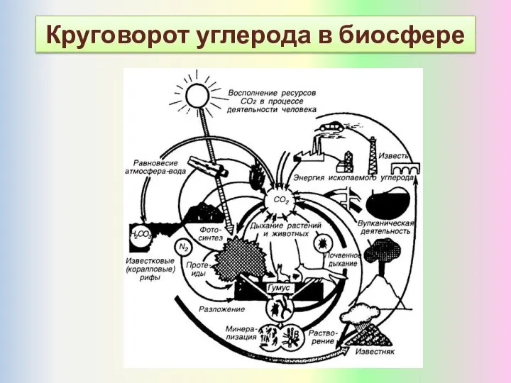 Круговорот углерода в биосфере