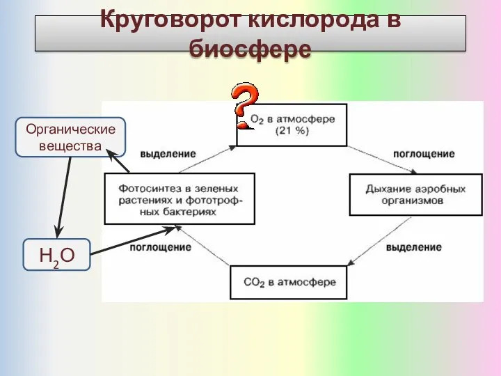 Круговорот кислорода в биосфере Н2О Органические вещества