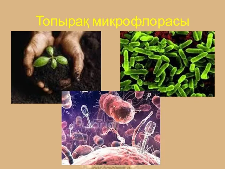 Топырақ микрофлорасы