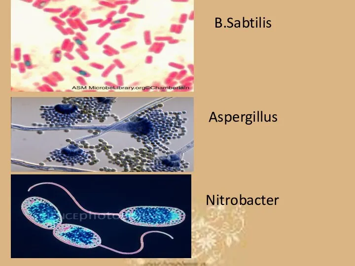 B.Sabtilis Aspergillus Nitrobacter