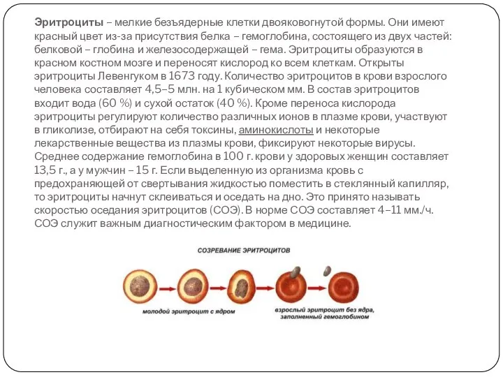 Эритроциты – мелкие безъядерные клетки двояковогнутой формы. Они имеют красный цвет