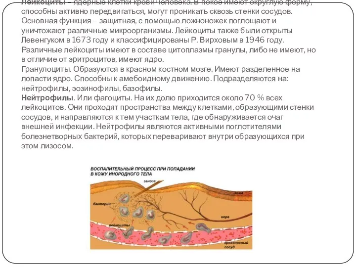 Лейкоциты – ядерные клетки крови человека. В покое имеют округлую форму,