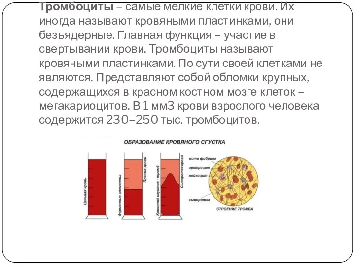 Тромбоциты – самые мелкие клетки крови. Их иногда называют кровяными пластинками,