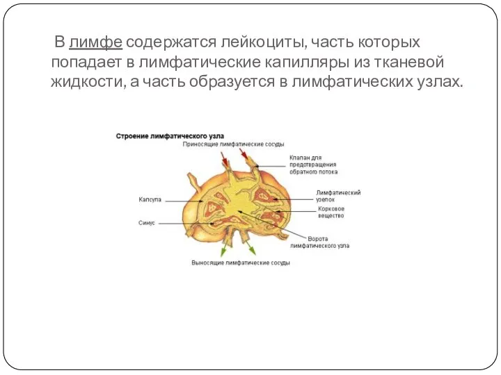 В лимфе содержатся лейкоциты, часть которых попадает в лимфатические капилляры из