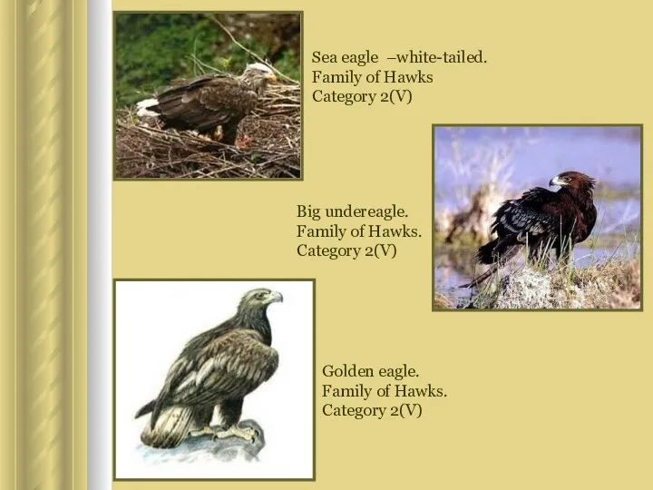 Sea eagle –white-tailed. Family of Hawks Category 2(V) Big undereagle. Family