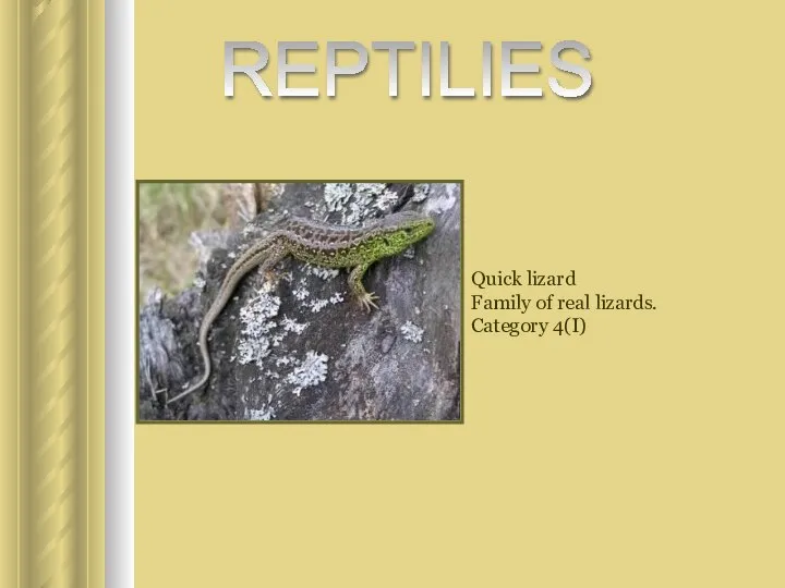 Quick lizard Family of real lizards. Category 4(I) REPTILIES