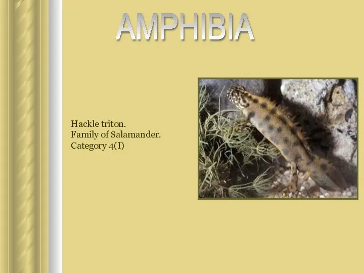 Hackle triton. Family of Salamander. Category 4(I) AMPHIBIA