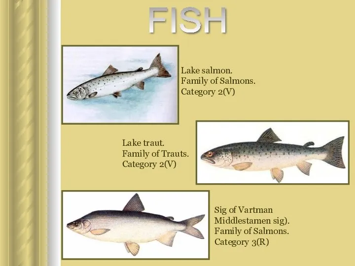 Lake salmon. Family of Salmons. Category 2(V) Lake traut. Family of
