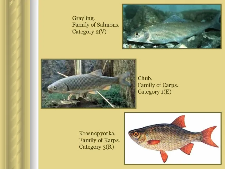 Grayling. Family of Salmons. Category 2(V) Chub. Family of Carps. Category