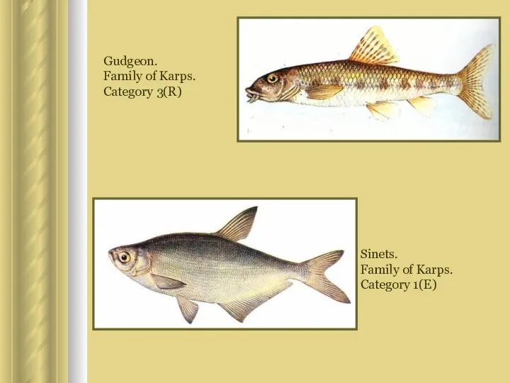 Gudgeon. Family of Karps. Category 3(R) Sinets. Family of Karps. Category 1(E)