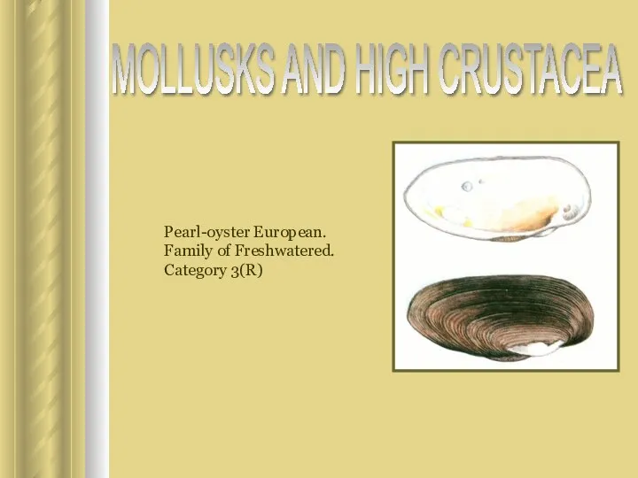 Pearl-oyster European. Family of Freshwatered. Category 3(R) MOLLUSKS AND HIGH CRUSTACEA