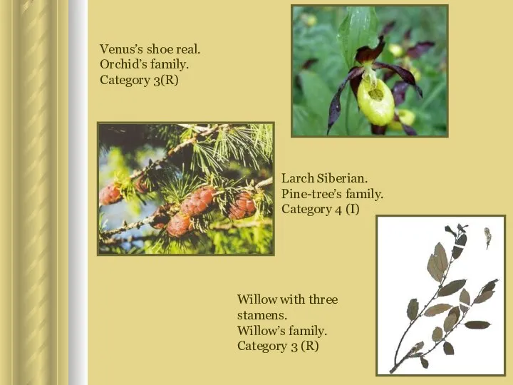 Venus’s shoe real. Orchid’s family. Category 3(R) Larch Siberian. Pine-tree’s family.