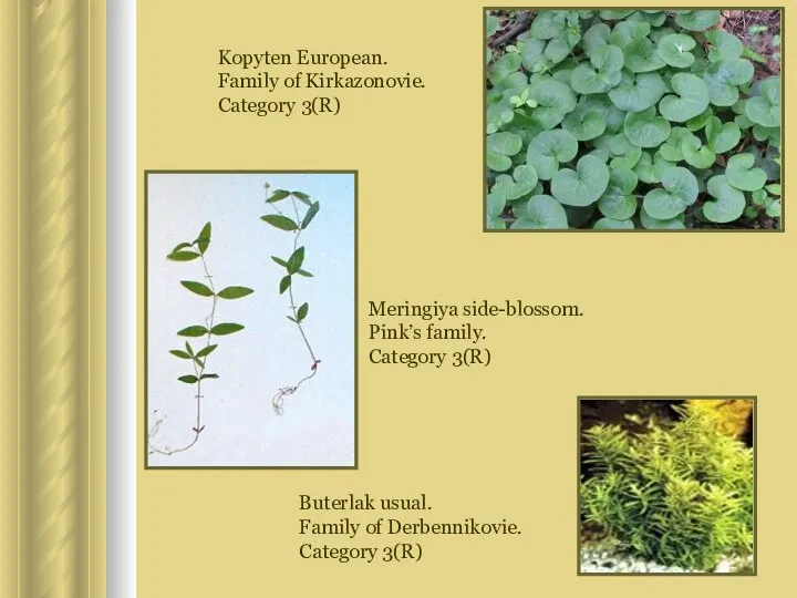 Kopyten European. Family of Kirkazonovie. Category 3(R) Meringiya side-blossom. Pink’s family.