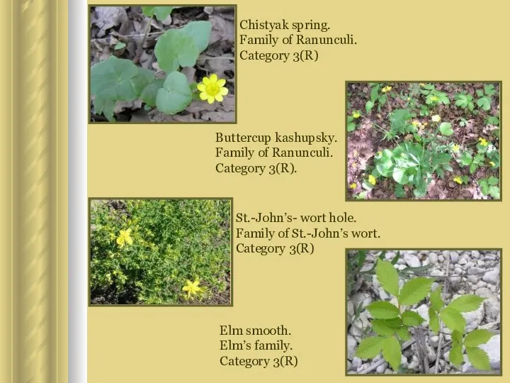 Buttercup kashupsky. Family of Ranunculi. Category 3(R). St.-John’s- wort hole. Family