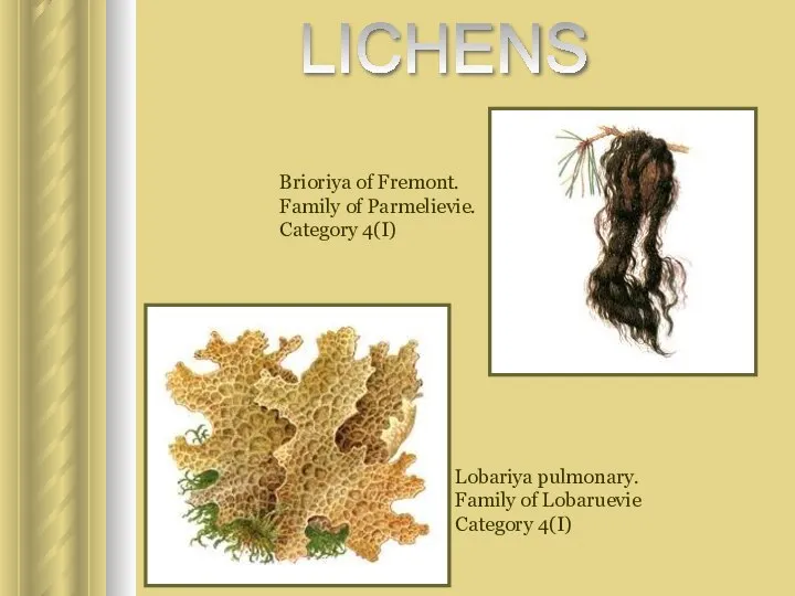 Brioriya of Fremont. Family of Parmelievie. Category 4(I) Lobariya pulmonary. Family of Lobaruevie Category 4(I) LICHENS