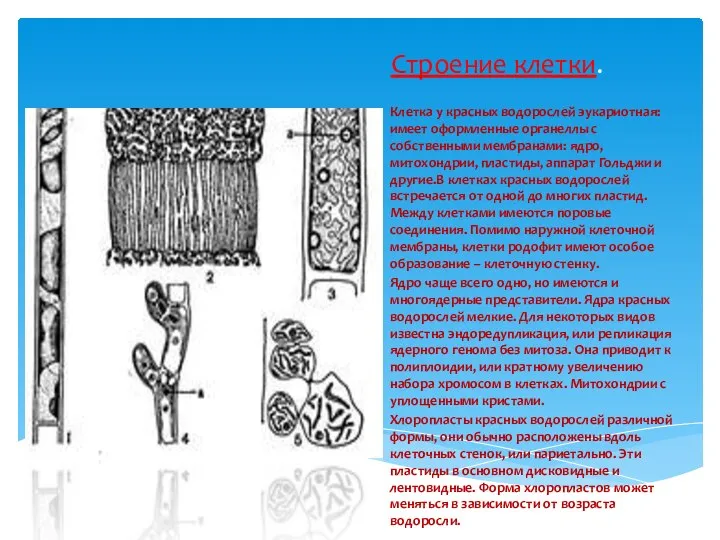 Строение клетки. Клетка у красных водорослей эукариотная: имеет оформленные органеллы с